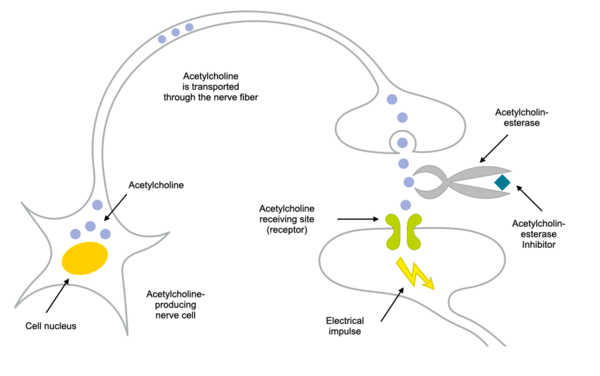 This diagram describes the mode of action of cholinesterase inhibitors. The transmitter acetylcholine is passed from one nerve cell to the downstream nerve cell through the synaptic cleft. In the synaptic cleft, the transmitter substance is cleaved by an enzyme (cholinesterase). This enzyme is inhibited by cholinesterase inhibitors so that more transmitter can be passed on.