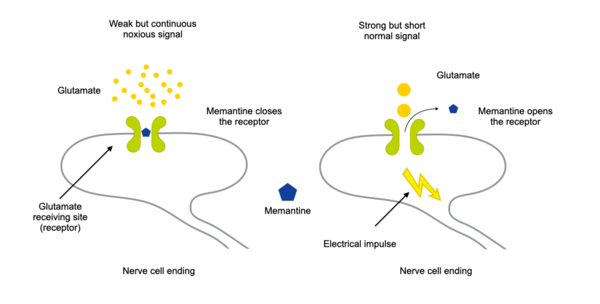 This graphic describes the mode of action of memantine. The transmitter glutamate is normally passed on to the downstream nerve cell in the form of short impulses. In this case, memantine opens the receiving site (receptor) responsible for glutamate. In Alzheimer's disease, glutamate is continuously released from neurons that are dying. In this case, memantine closes the receptor site and thus protects the downstream cell from continuous excitation.