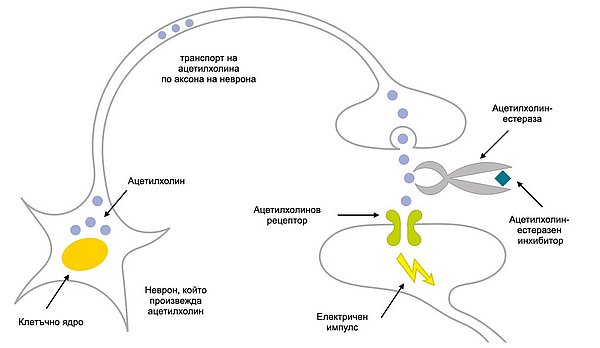 Илюстрация, показваща принципа на действие на антихолинестеразните медикаменти. Невротрансмитерът ацетилхолин се отдела от предаващата клетка към приемащата клетка в синаптичната цепка. В синаптичната цепка изличният невротрансмитер се резорбира ор ензим (холинестераза). Действието на този ензим се подтиска от холинестеразните инхибитори, така че по-голямо количество от трансмитера да остане в цепката.