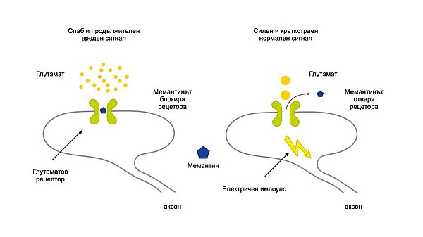 Илюстрация, показваща принципа на действи на мемантина. Невротрасмитерът глутамат обикновено се предава от един неврон на друг чрез кратки импулси. В този случай мемантинът отваря рецептора в мембраната на приемащата клетка, който отговаря за глутамата. При болестта на Алцхаймер глутаматът се изпуска неконтролируемо от умиращите нервни клетки. В този случай глутаматът действа като "запушалка" на рецептора и не предотвратява неспецифичното активиране на приемащия неврон.