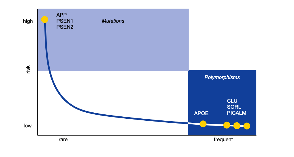 This chart describes two forms of genetic factors in Alzheimer's disease. Mutations are rare, but are associated with a high risk of disease. Polymorphisms are common, but individually increase the risk of disease only slightly. 